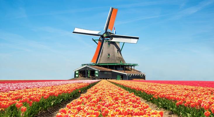 Cánh đồng Hoa Tulip Hà Lan