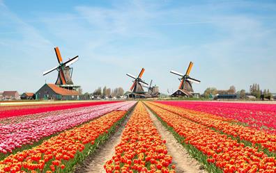 cối xây gió Hà Lan